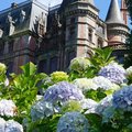 Saison botanique : hortensias (SAINT-GOAZEC, 29)