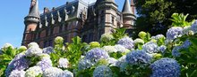 Saison botanique : hortensias