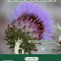 Fête des plantes rares et de collection (CELLES (MOLENBAIX), BE)