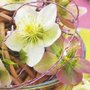 hellebore