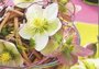 hellebore