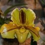 alfleur