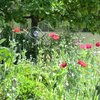 Le jardin d'Adoué