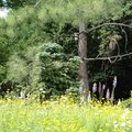 Parc botanique de Neuvic (NEUVIC-SUR-L'ISLE, 24)