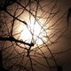Jardiner avec la lune : avril 2019
