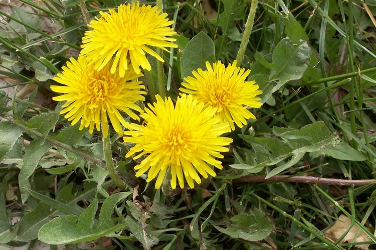 Fleurs, feuilles et racines de pissenlit