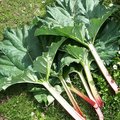 Rhubarbe : plante toxique et insecticide naturel