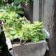 Réaliser une gouttière végétale avec des plantes grasses
