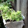 Réaliser une gouttière végétale avec des plantes grasses