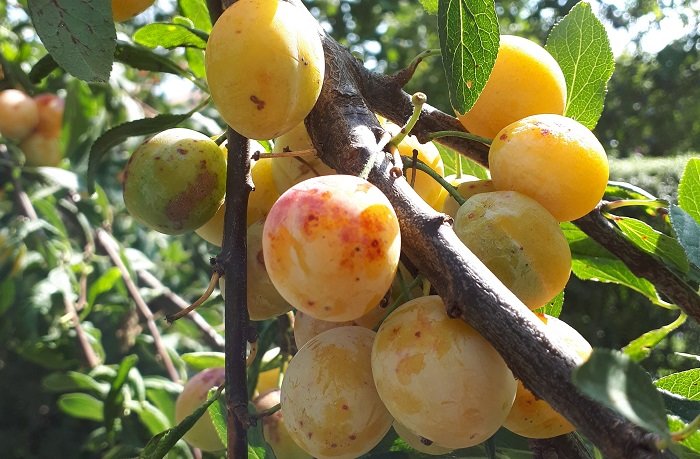 Toucher ou non à la branche du fruitier de mon voisin ?