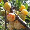 Puis-je récolter les fruits sur les branches de mon voisin qui sont chez moi ?