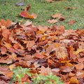 Puis-je brûler mes déchets verts ?