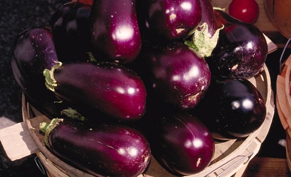 Quelles conditions pour semer des graines d'aubergine ?