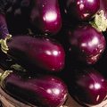 Semer les aubergines à l'abri