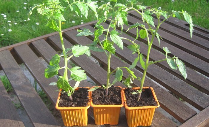 Semis réussis, tomates