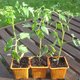 Quand semer les tomates ?