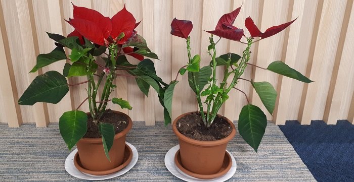 Une fois rempoté, le poinsettia va se développer de nouveau