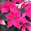 Comment faire durer un poinsettia ?