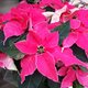 Comment faire durer un poinsettia ?