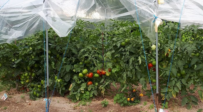 Attention à la culture des tomates sous abri