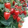 Qu'est-ce que le virus ToBRFV, dangereux pour les tomates ?