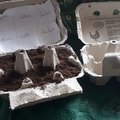 Recycler les boites d'oeufs au jardin