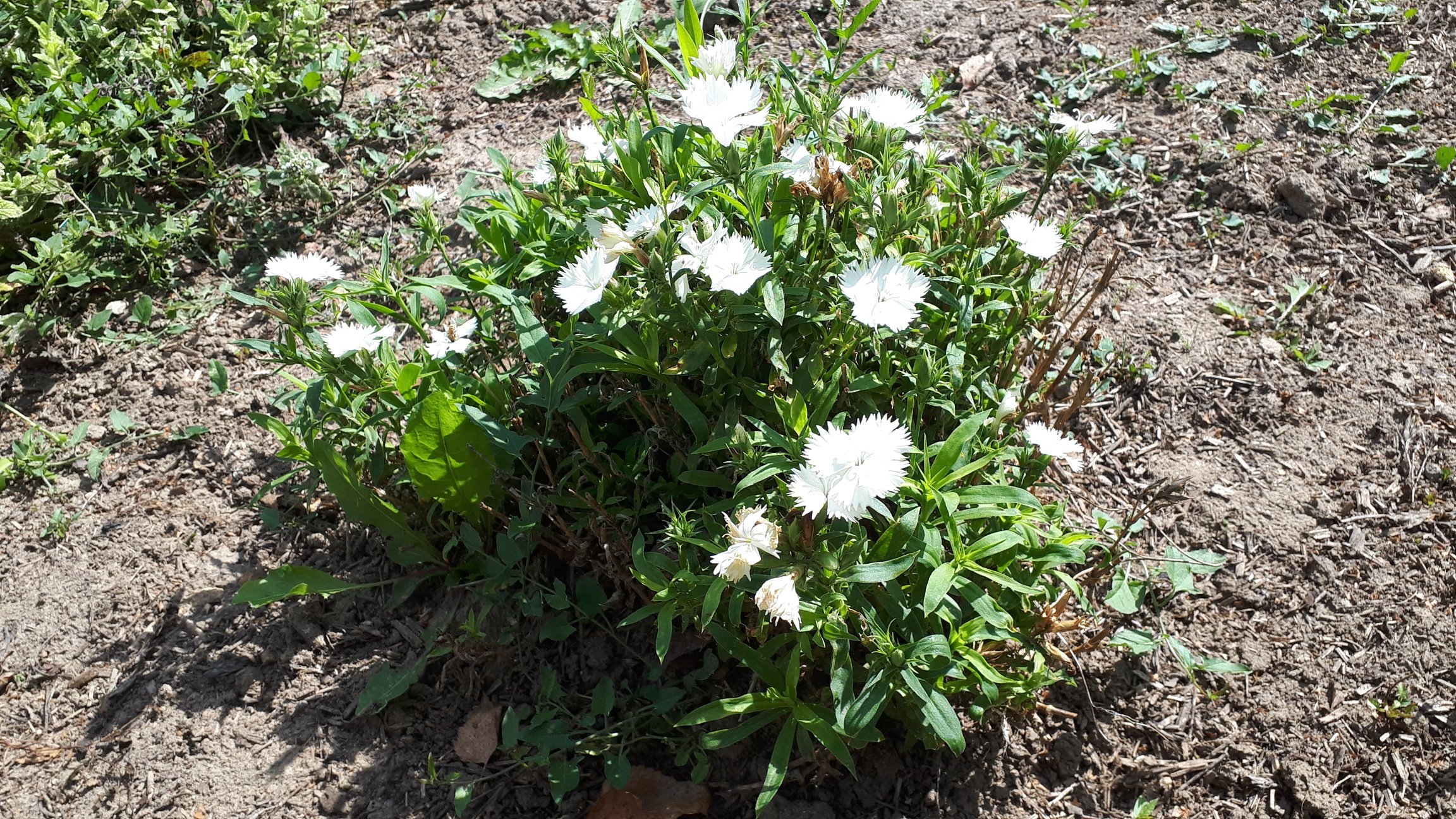 L'oeillet des fleuristes