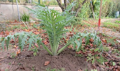 Butter les artichauts en hiver