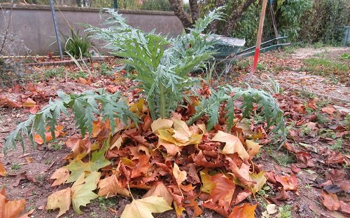 Pailler les artichauts en hiver avec des feuilles