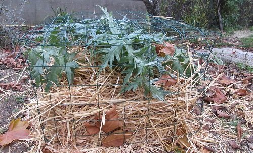 Pailler les artichauts en hiver avec de la paille