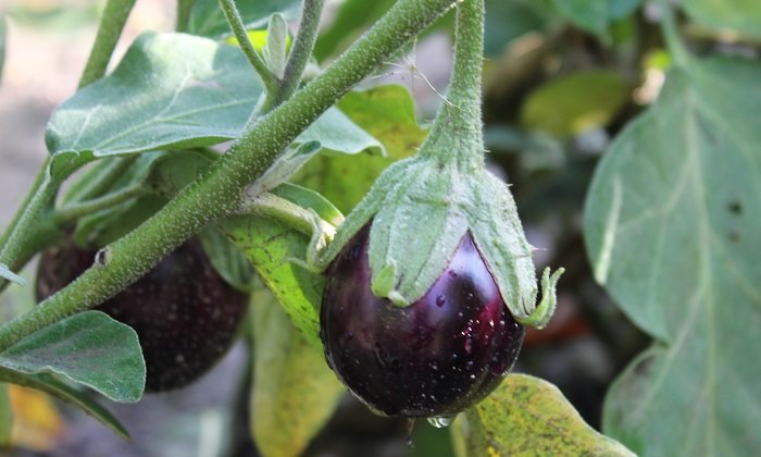 Quand et comment semer les graines d'aubergine ?