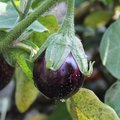 Jardinier débutant : comment réussir ses aubergines