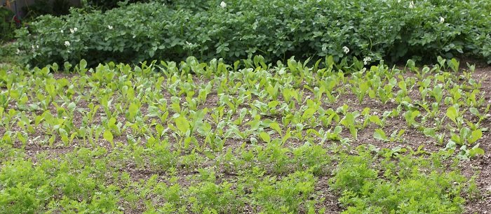 Quand nourrir le sol du potager ?