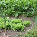 Comment nourrir le sol du potager en février ?