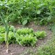 Comment nourrir le sol du potager en février ?
