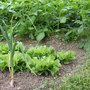 Comment nourrir le sol du potager en février ?