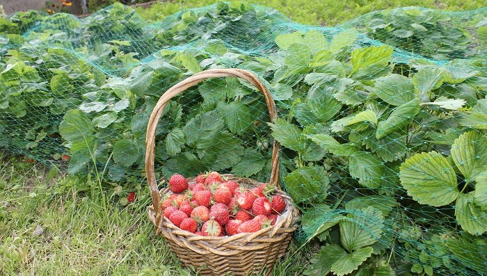 Comment choisir la variété de fraisier à cultiver ?