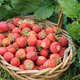 Jardinier débutant : comment réussir ses fraisiers