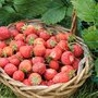 Jardinier débutant : comment réussir ses fraisiers