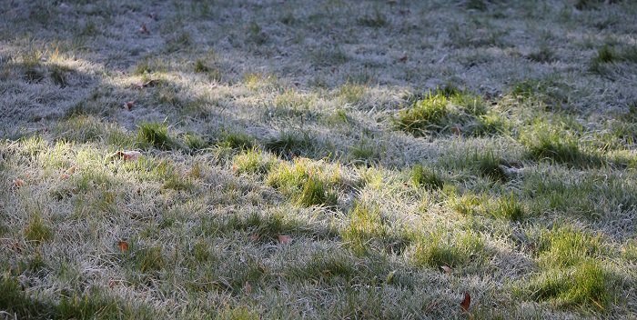 Petite gelée blanche sur le gazon