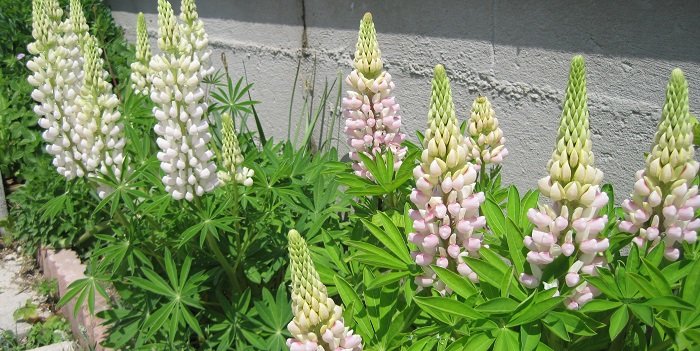 Quand et comment semer les lupins ?