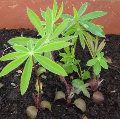 Quand et comment repiquer ou planter les lupins ?