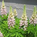 Du semis à la floraison : comment avoir de beaux lupins ?