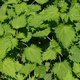 Purin d'ortie comme traitement naturel et insecticide