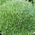 Quelles plantes alternatives pour une pelouse ?