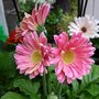 Comment réussir la culture du gerbera ?