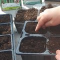 Atelier de jardinage enfant : semer les haricots dans un pot