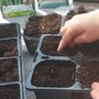 Atelier de jardinage enfant : semer les haricots dans un pot