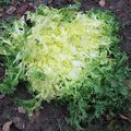 Comment réussir la culture de la chicorée frisée ?