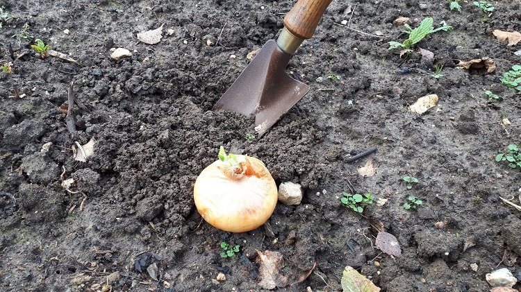 Comment planter un oignon germé ?